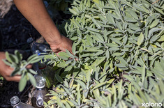 gansbaai_npo_i_med_africa_sage_harvesting_copy_1680246991