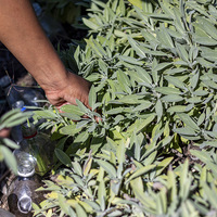 Harvesting - i-MED Africa - Xplorioâ„¢ Gansbaai