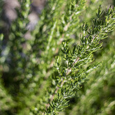 Rosemary - i-MED Africa - Xplorioâ„¢ Gansbaai