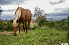 greyton_accommodation_greyton_eco_lodge_wild_horses_1680249160