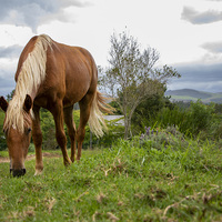 Wild Horses - Greyton Ecolodge - Xplorioâ„¢ Greyton