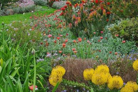 Fynbos_Gardens9_1680261259