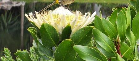 Fynbos_Gardens8_1680261288