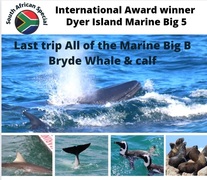Next Dyer Island Marine Big 5 Tour: 1 April 2023