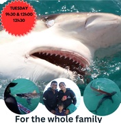 Next Marine Dynamics Shark Cage Diving Trip: 4 April 2023