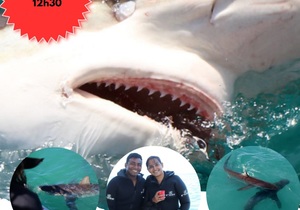 Next Marine Dynamics Shark Cage Diving Trip: 4 April 2023
