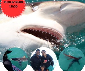 Next Marine Dynamics Shark Cage Diving Trip: 4 April 2023
