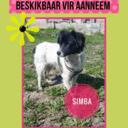 Up for Adoption:Â Simba