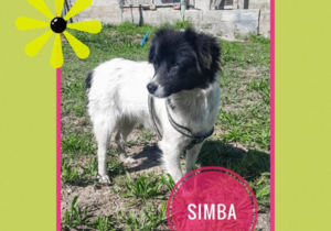 Up for Adoption:Â Simba