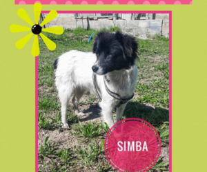Up for Adoption:Â Simba