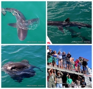 Daily Blog: 03 April 2023 | Shark Cage Diving in South Africa