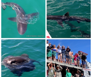 Daily Blog: 03 April 2023 | Shark Cage Diving in South Africa