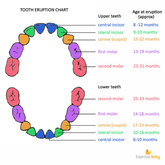 Eruption times of primary teeth
