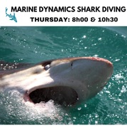 Next Marine Dynamics Shark Cage Diving Trip: 6 April 2023