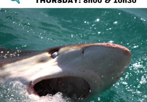 Next Marine Dynamics Shark Cage Diving Trip: 6 April 2023