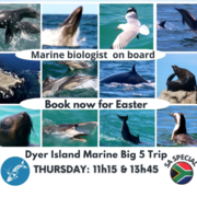 Next Dyer Island Marine Big 5 Tour: 6 April 2023