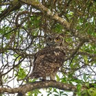 Cape Eagle Owl - High Level Self Catering - Xplorioâ„¢ Agulhas / Struisbaai
