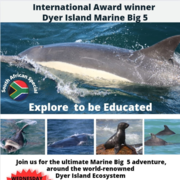 Next Dyer Island Marine Big 5 Tour: 12 April 2023