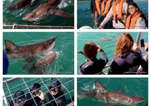 Daily Blog: 11 April 2023 | Shark Cage Diving in South Africa