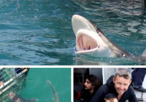 Next Marine Dynamics Shark Cage Diving Trip: 13 April 2023