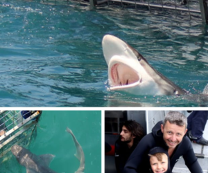 Next Marine Dynamics Shark Cage Diving Trip: 13 April 2023