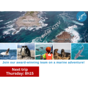 Next Dyer Island Marine Big 5 Tour: 13 April 2023