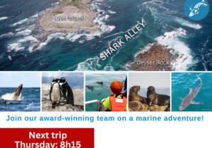 Next Dyer Island Marine Big 5 Tour: 13 April 2023