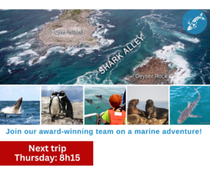 Next Dyer Island Marine Big 5 Tour: 13 April 2023