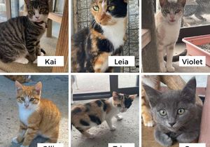 Adopt a Cat or Kitten from BARC