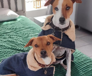 Dog Jackets