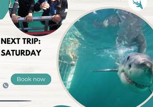 Next Marine Dynamics Shark Cage Diving Trip: 15 April 2023