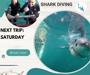 Next Marine Dynamics Shark Cage Diving Trip: 15 April 2023