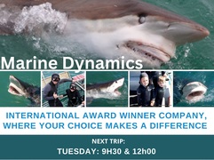 Next Marine Dynamics Shark Cage Diving Trip: 18 April 2023