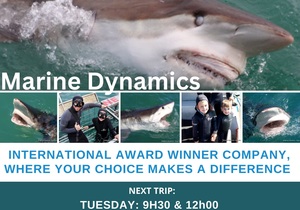 Next Marine Dynamics Shark Cage Diving Trip: 18 April 2023