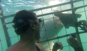 Next Marine Dynamics Shark Cage Diving Trip: 19 April 2023