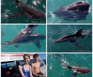 Daily Blog: 18 April 2023 | Shark Cage Diving in South Africa