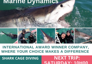 Next Marine Dynamics Shark Cage Diving Trip: 22 April 2023