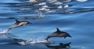 Next Dyer Island Marine Big 5 Tour: 22 April 2023