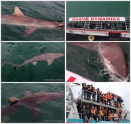 Daily Blog: 22 April 2023 | Shark Cage Diving in South Africa