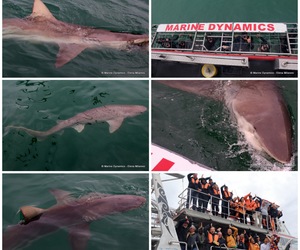 Daily Blog: 22 April 2023 | Shark Cage Diving in South Africa