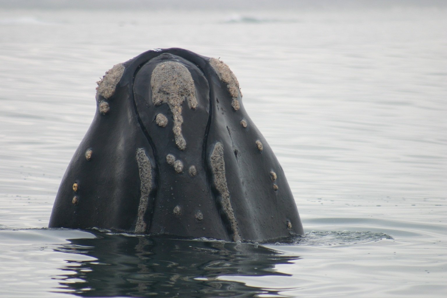 Gansbaai-southern-right-whales