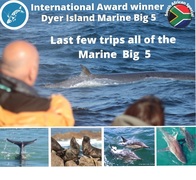 Next Dyer Island Marine Big 5 Tour: 26 April 2023