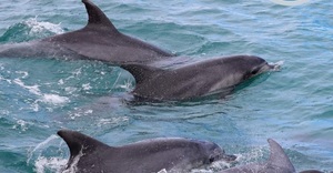 Next Dyer Island Marine Big 5 Tour: 4 May 2023