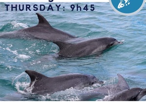 Next Dyer Island Marine Big 5 Tour: 4 May 2023