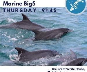 Next Dyer Island Marine Big 5 Tour: 4 May 2023