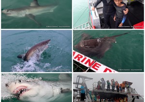 Daily Blog: 02 May 2023 | Shark Cage Diving in South Africa