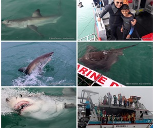 Daily Blog: 02 May 2023 | Shark Cage Diving in South Africa