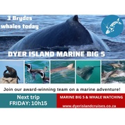 Next Dyer Island Marine Big 5 Tour: 5 May 2023