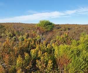 Fynbos is at its best during winter!