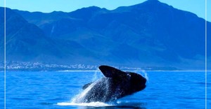 The Whales Are Here!